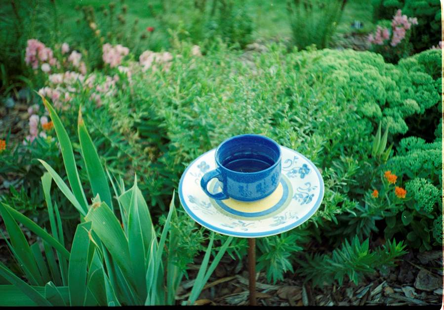 bigelow-tea-treasures-national-garden-month-bigelow-tea-blog