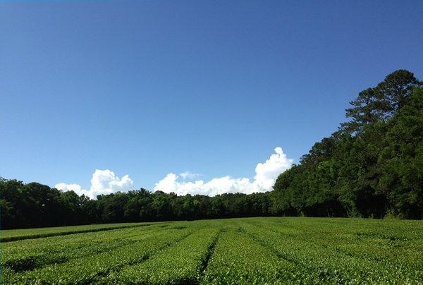 Bigelow Tea Bloggers Visit Charleston Tea Garden – Bigelow Tea Blog